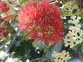 Pohutukawa Milford 2